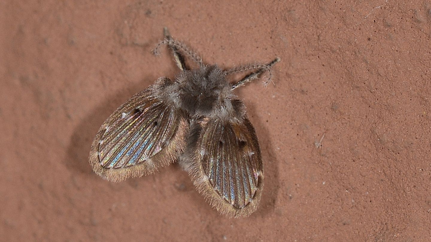 Conferma identificazione: Clogmia albipunctata? Si